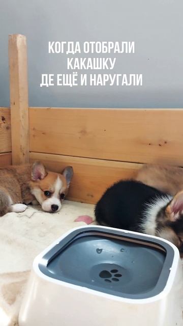 Папа с туалетной бумагой начеку!😄