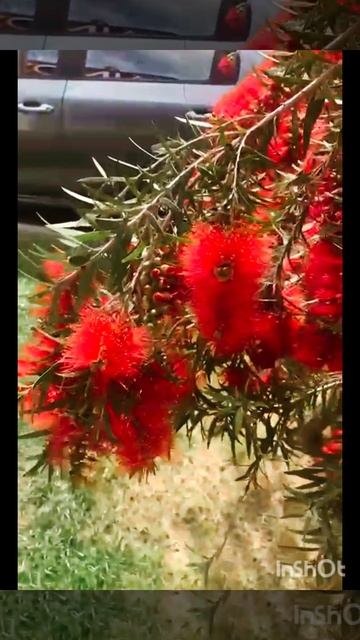 Красивый кустарник. Прекрасные моменты лета❤💐
