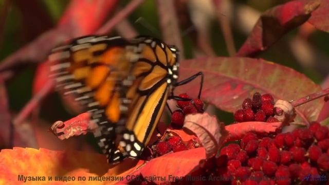 Пейзажи становятся частью души с этим треком - (Thank God For This) Lightness of Being -- Siddhartha