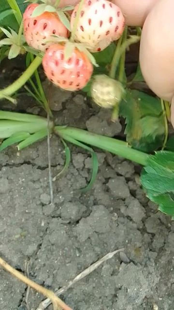 Земляника сорт 'Ananas (white)'