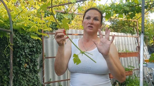 Зелёные операции на винограде после цветения