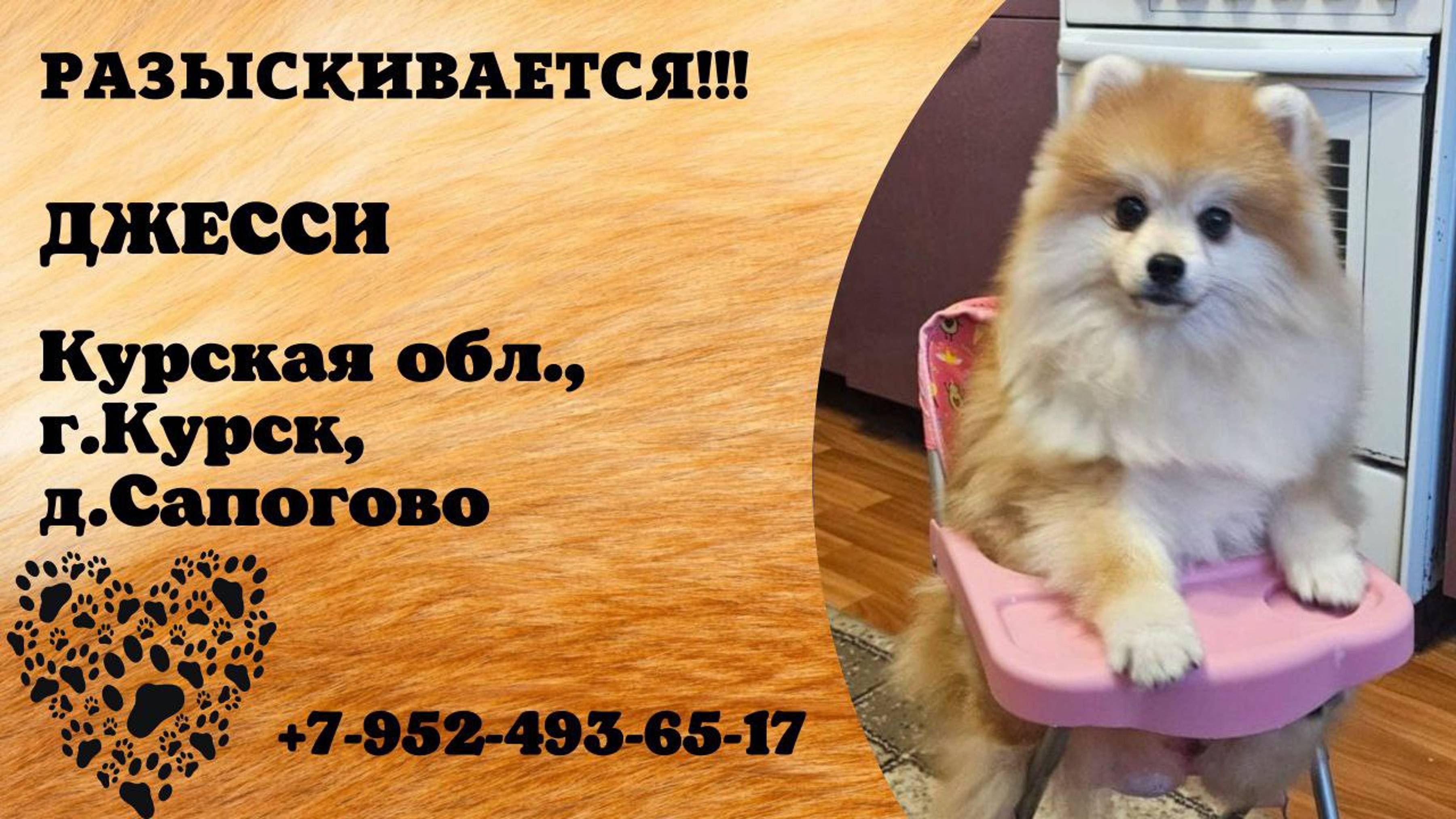 Пропала собака! ДЖЕССИ. Курская обл, г. Курск,д. Сапогово