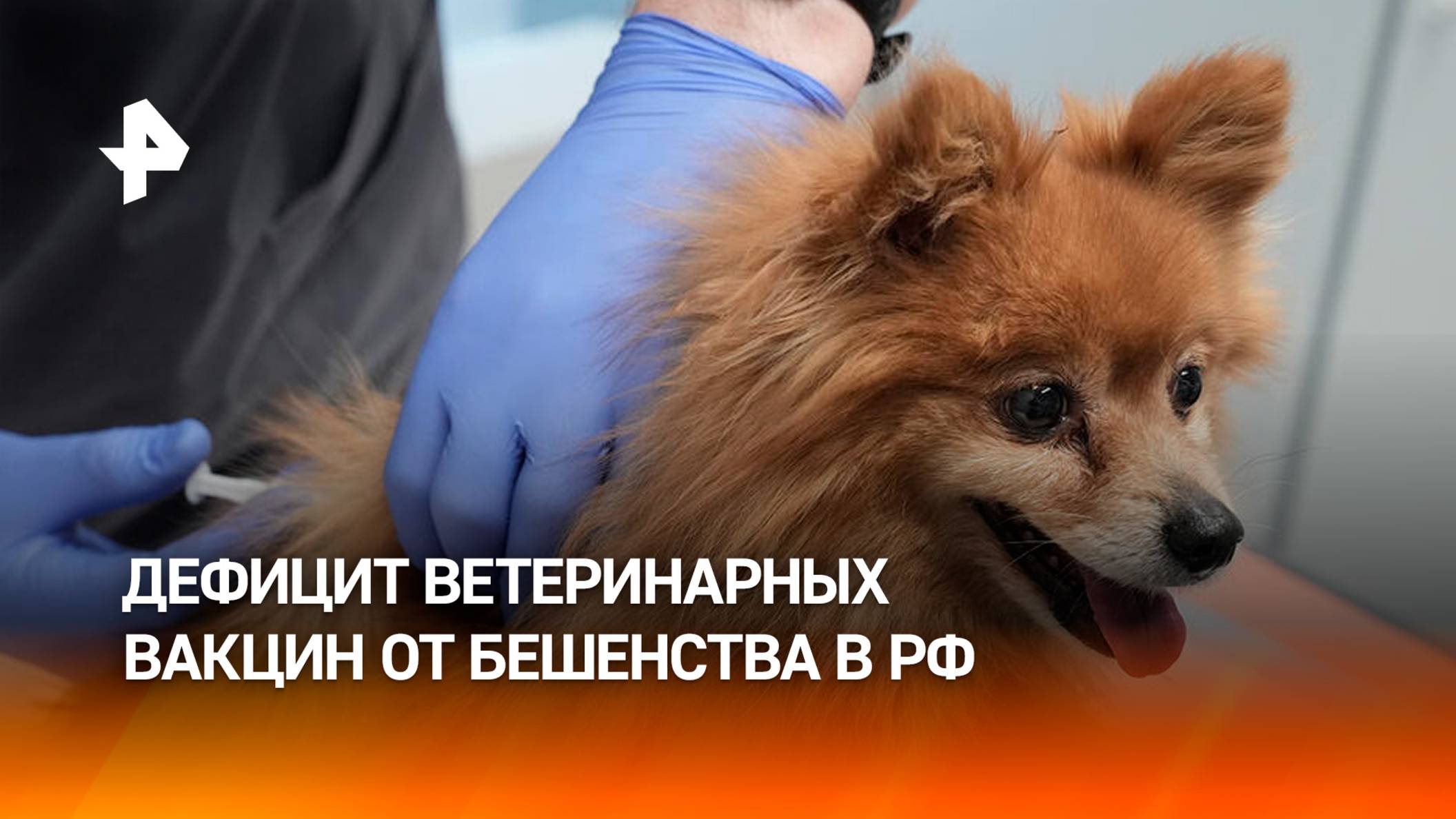 В России не хватает ветеринарных вакцин против бешенства