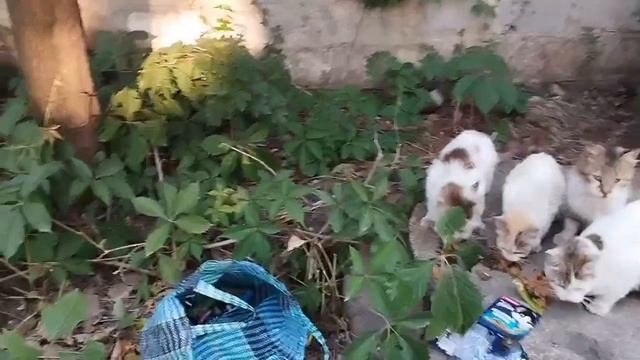 Сидят у дороги голодные и худые