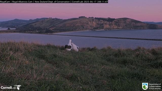 Альбатрос. Прилетели папа и мама. Накормили птенца