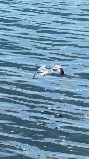 Чайка в полете над морем