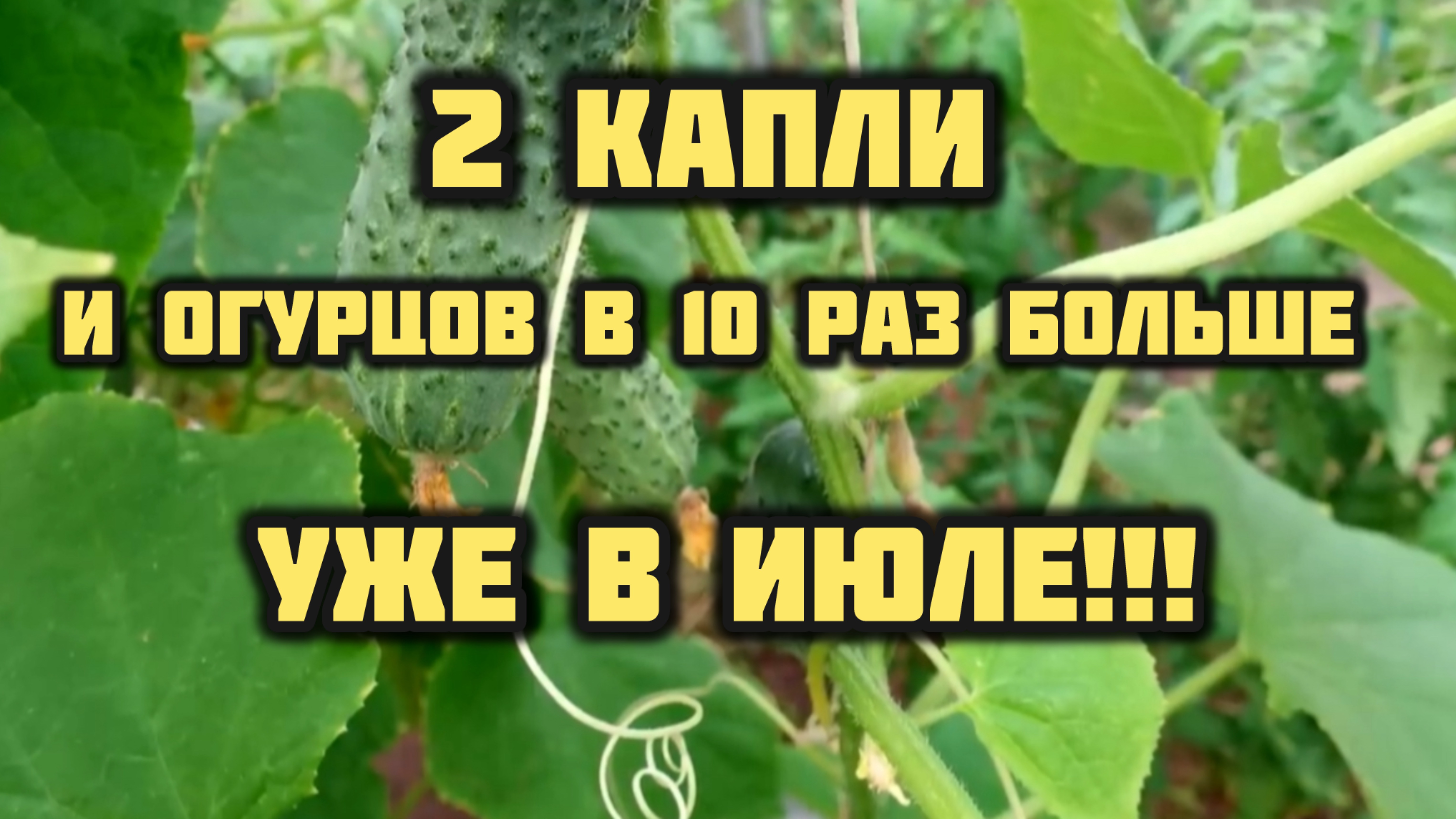 2 КАПЛИ И ОГУРЦОВ В 10 РАЗ БОЛЬШЕ!!!
