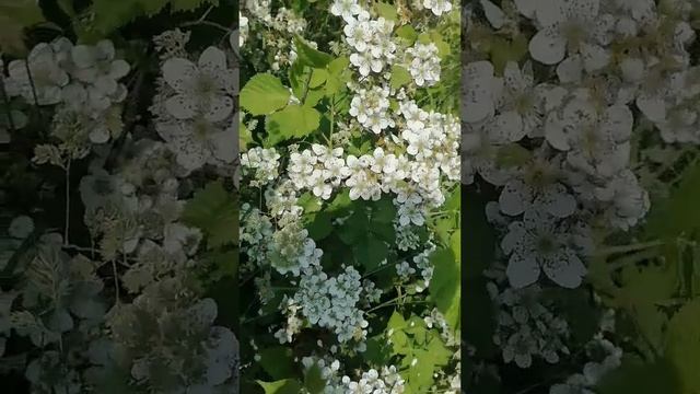 Ежевика цветет.