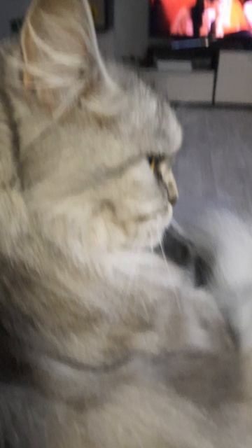 Плюша#смешные котики