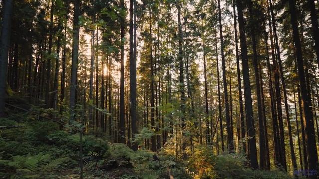 Песня, которая звучит как обещание новых открытий! - Living Life -- Scott Holmes Music -- Inspiring