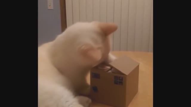 Приколы с котами новое глава 3