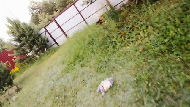 БАСИКА укусил Клещ 😖😖😣😣😰😰.mp4