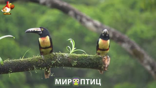 Мир птиц – красота и грация пернатых созданий Природы 🦩🦚🦜 Выпуск (218) 🦉🐦🐤