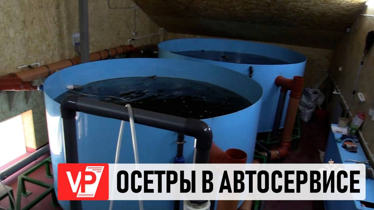 В ВОЛГОГРАДСКОМ АВТОСЕРВИСЕ РАЗВОДИЛИ ОСОБО ЦЕННЫХ ОСЕТРОВ