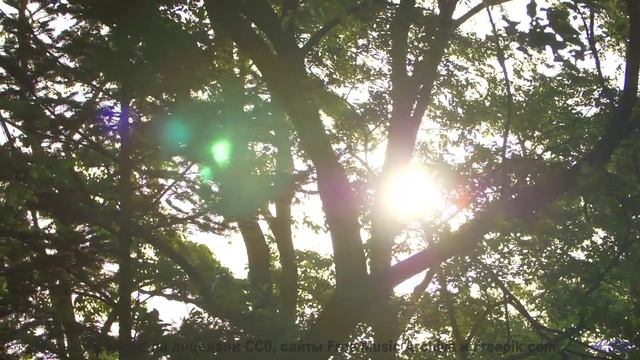 Эта музыка вдохнёт жизнь в каждый пейзаж - New Millenium Bass -- New Millennium String Band -- NMSB