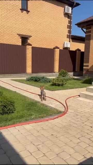Девочки загорают в движение