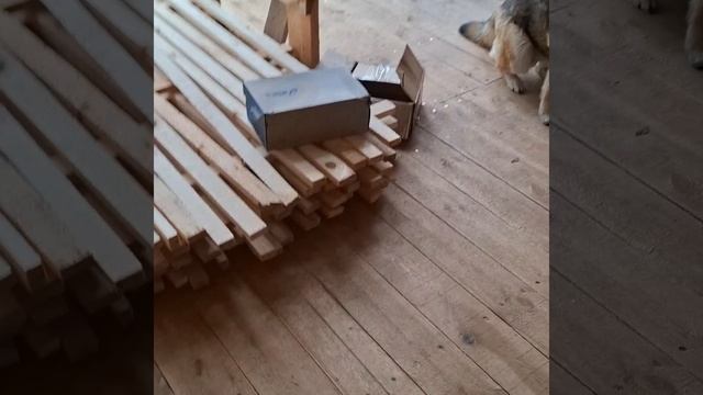 1000026761.mp4 (Собака смотрит на крепление имитации бруса внутри дома А-фрейм)