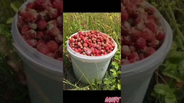 Йыйҙым еләк🍓🍓🍓🍓🍓