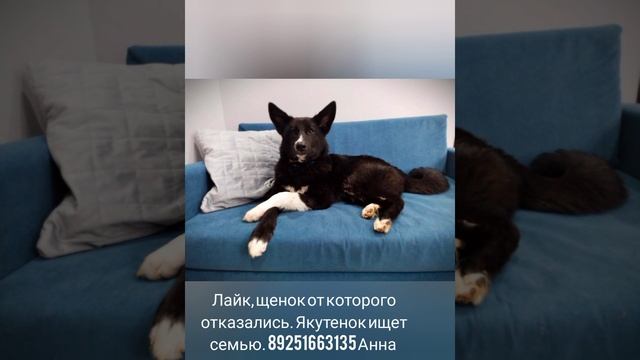 17-06-2025 Лайк якутенок отказник