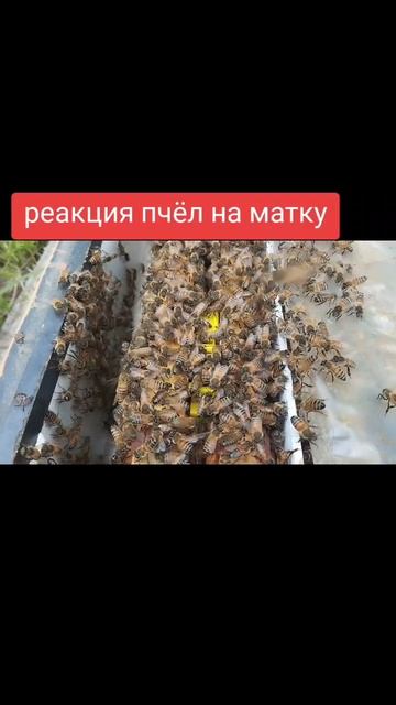 реакция пчел на маток #пчеловодство