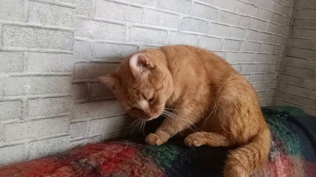 VID_20250617_082710