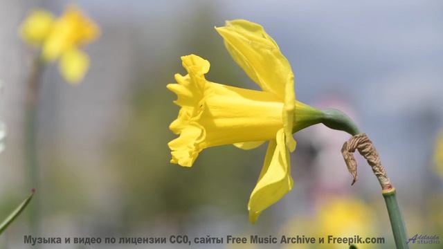 Закат, море и мелодия, от которой тает сердце! - Flowers Dont Say Anything, They Just Think -- One M