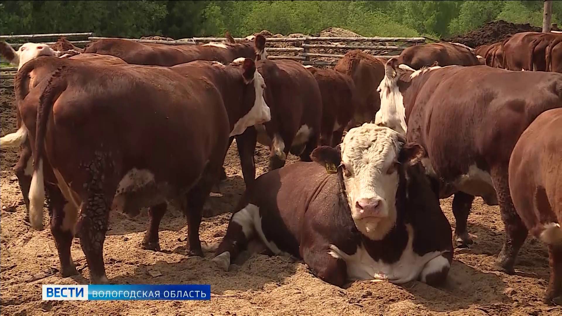 Семь вологодских фермеров из шести муниципалитетов получат грант «Агростартап»