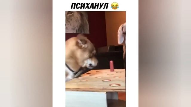 Мега приколы 57