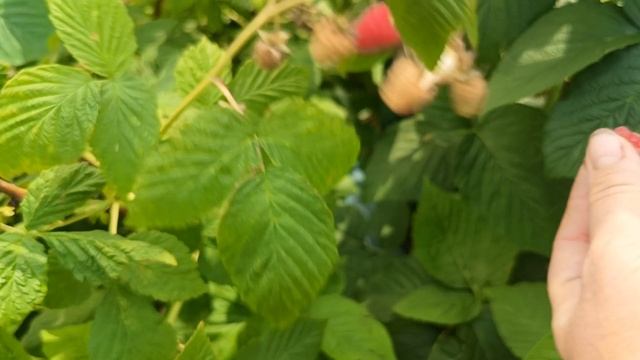 Малина Вайолет, Пшехиба. Первые ягодки. 16.06.25 г.