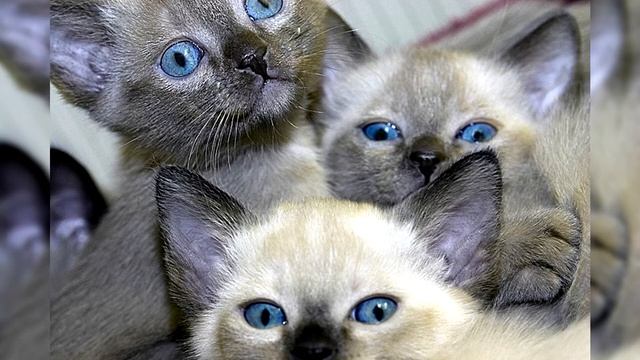 Тонкинская кошка.