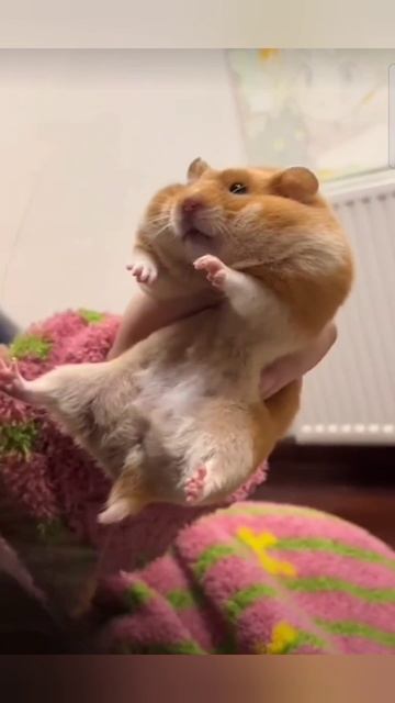 Руководство для пользователя: Как надуть хомяка 🐹 😁