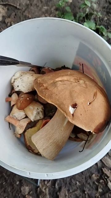 ❗Дождались беленьких 🍄 Сбор 16.06.2025 г. Курская область ❗ #shorts #short #funny #nature #грибы