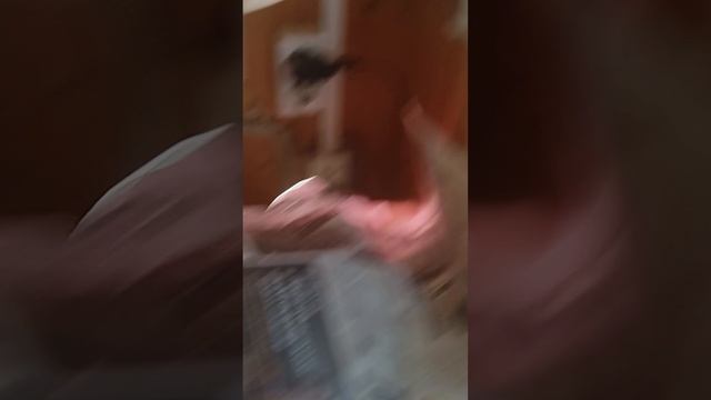 эп оса VID_20250523_170115