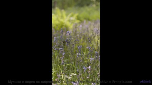 Звуковая магия этих водопадов! - Die weisse Taube (ID 128) -- Lobo Loco -- Moments