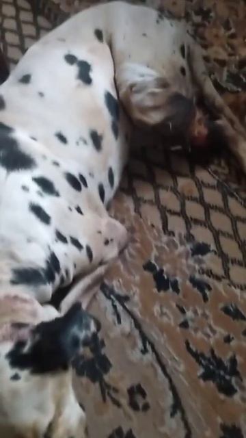 Собаке оторвало лапу срочно нужна помощь