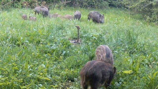 Кабанчики видео фотоловушки