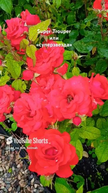 супер трупер, или суперзвезда, или суперзажигалочка