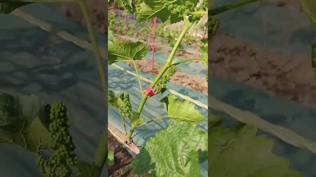 Виноград Хабаровска