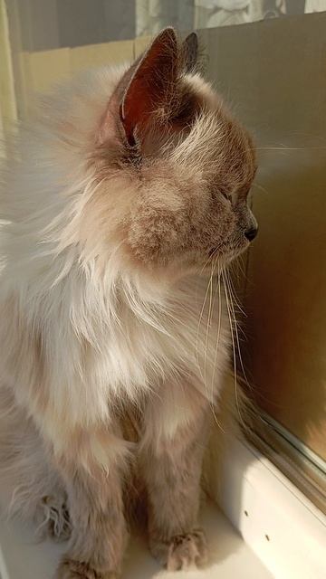 Кошка греется на солнышке 🐱😘