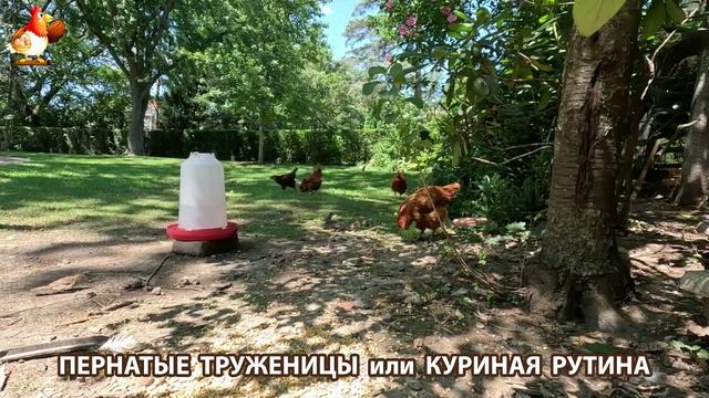 Куры несушки свободного выгула и их обычная куриная рутина – эпизод (461)