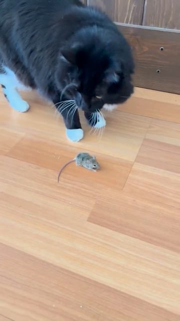 😼Принес добычу домой