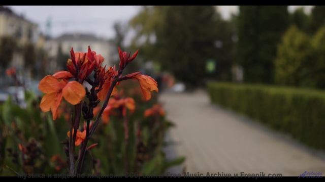 Леса поют, а сердце замирает при этом треке - Звёздный комбайнёр (feat. Александр Либерзон) (Кассиоп