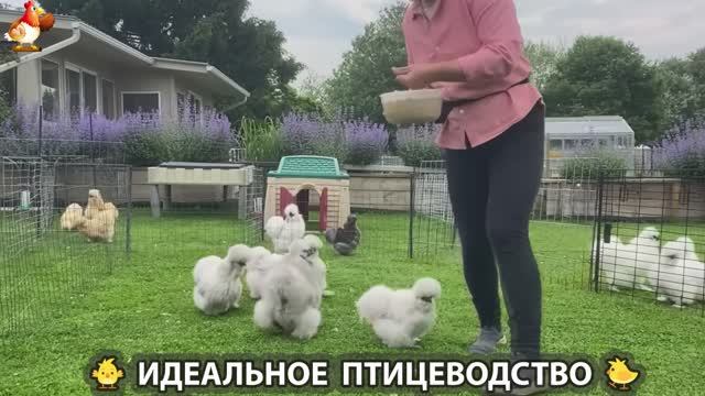 Идеальное птицеводство достойно восхищения 🐓🦆🦢🦚🦃🐔 эпизод (253)