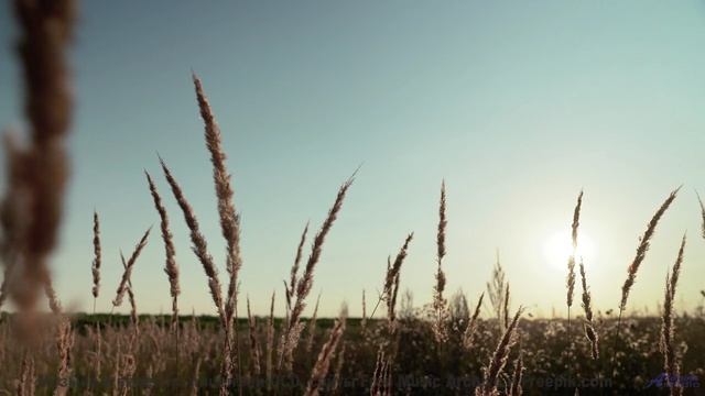 Трек, который вы включите, когда впервые увидите океан вместе - Vibes of the Universe (ID 1394) -- L