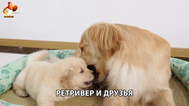 Золотистый ретривер и его друзья милые питомцы 🐕 выпуск (103)
