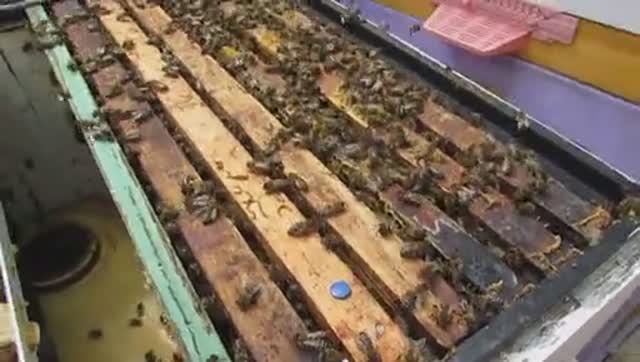 пчелы Элгон на ячейке 4,9 мм - проверяю наличие мисок для смены матки, как идет развитие ,17.06.25