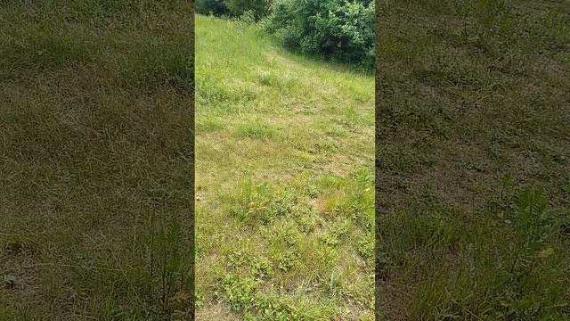 Сегодня все едем на великах купаться на лесной водоём Карпятник