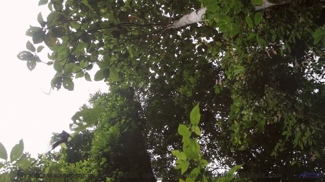 Пейзажи говорят с душой через эти ноты - darbar larfves -- Yellow Omm -- Unnamed album