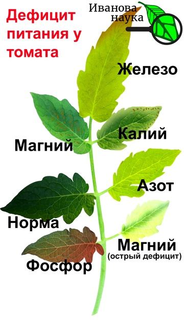 Симптомы нехватки и дефицита питания у томата. У томата листья желтеют. Чего не хватает томату.