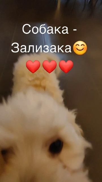 Собака - Зализака 🙏 Мальтипу Тэдди